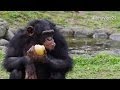 竹の棒を使って果物ゲット！チンパンジー(大森山動物園　まんまタイム)Chimpanzee