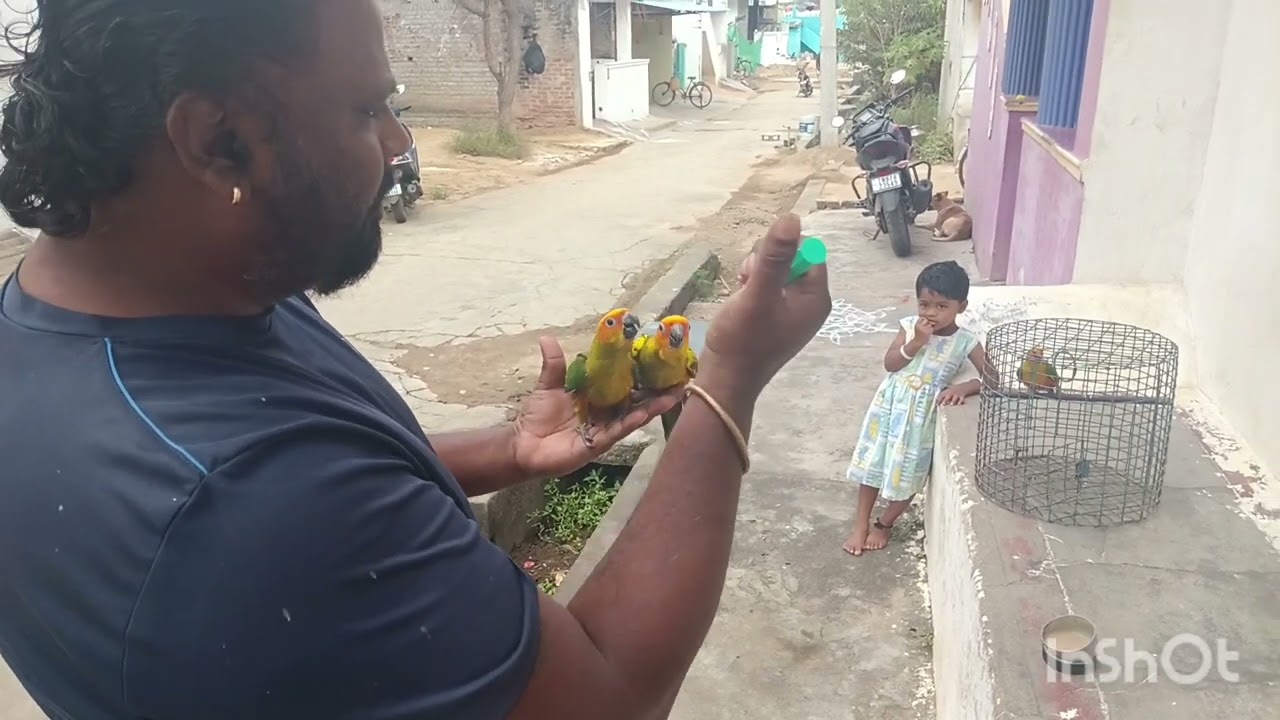 Sun conure Bird's 🕊️ Sale's available interest person call 🤙 me 8838231782 