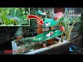 Build a Goldfish Aquarium from a Leaf | DIY Easy #shorts