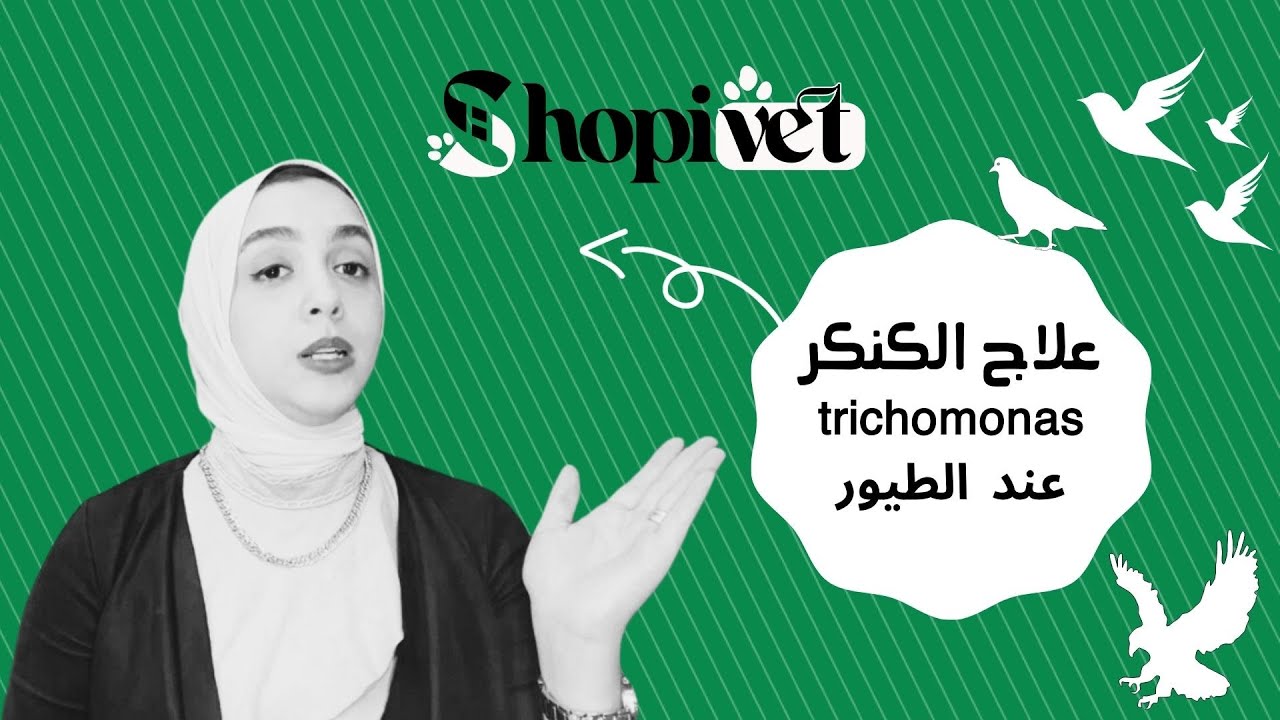 طرق علاج مرض الكنكر عند الطيور  وكيفية الوقاية منه | برنامج أفضل الادوية