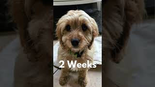 2 Weeks to 2 Months / Photo Montage / Our Crazy Cavapoo #dog #cute #cavapoo #shorts #short #cavapoo Wealth
