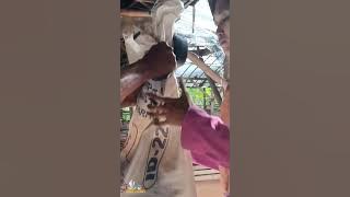 PANEN UMUR 35 HARI, KERATAAN TEMBUS 1,8 Kg