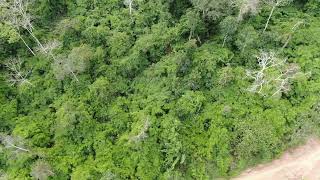 La Selva Amazonica  en su esplendor