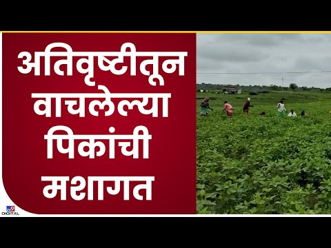 Nanded Farming | नांदेडात मुसळधार पावसानंतर उघडीप, शेतातील गवत काढण्यासाठी सकाळपासूनच शेतकरी शिवारात