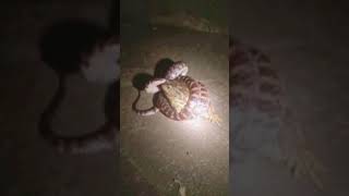 Snake vs Toad #shorts #MonineathAndViseth #snake Snake vs Toad #shorts #MonineathAndViseth #snake