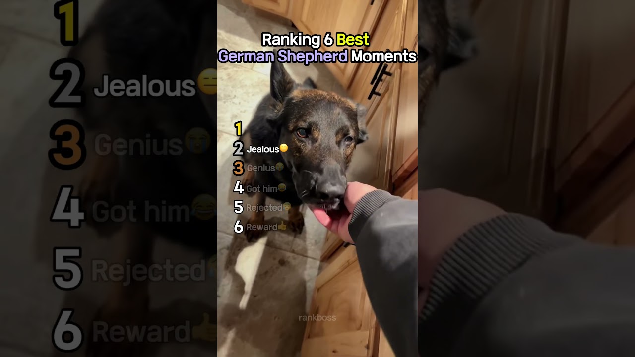Ranking 6 Best German Shepherd Moments