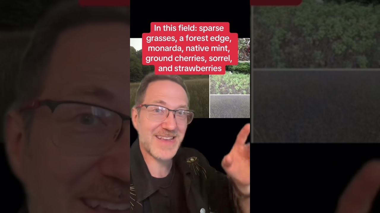 БЕСПЛАТНАЯ клубника навсегда?