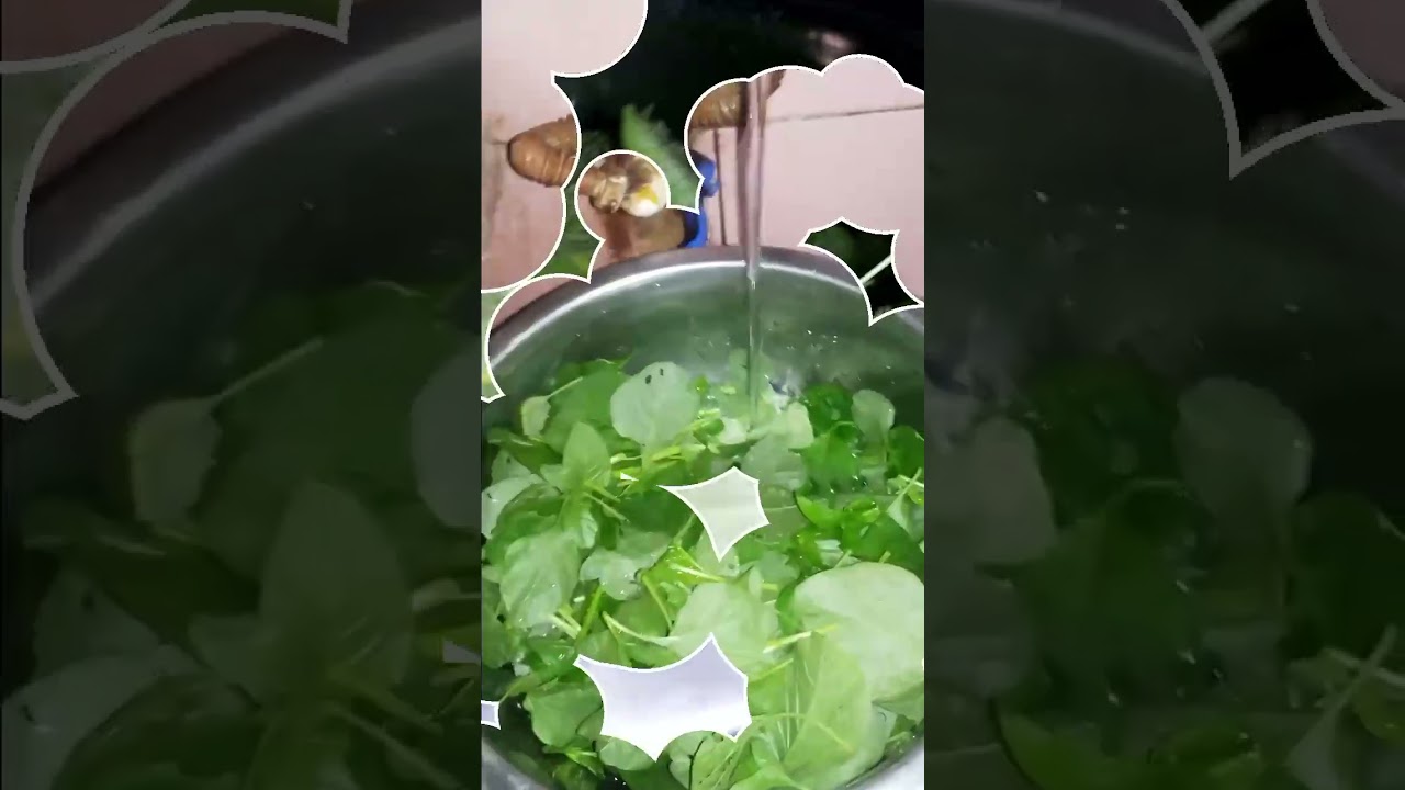 sayur bayam hasil petikan sendiri 