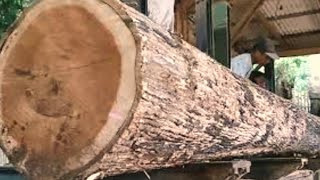 sawing 5 meter long teak wood to make sheets