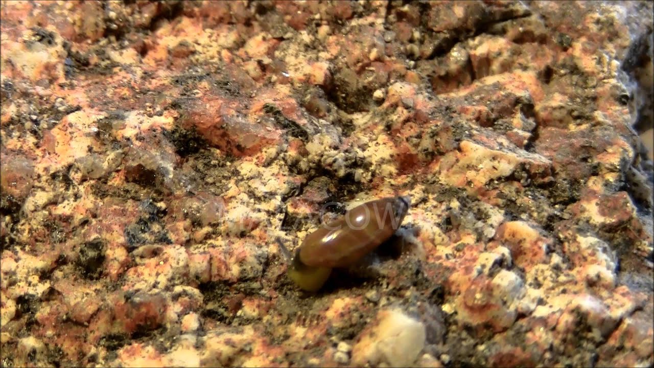 Ferussacia folliculus