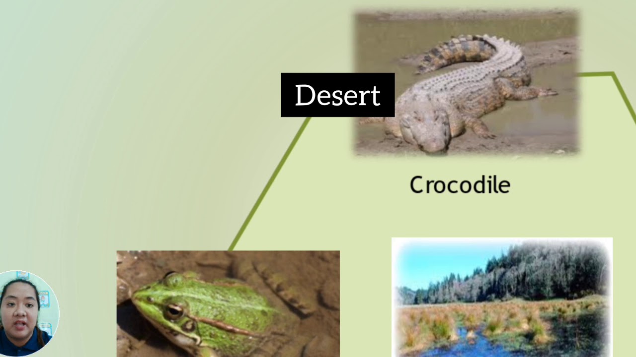 Grade 4 Habitats YouTube
