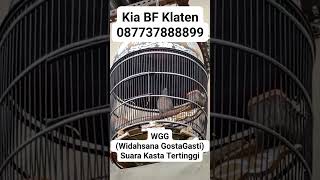 Download Lagu Suara Perkutut WGG (Widahsana GostaGasti) Suara Kasta Tertinggi @kiabirdfarm8660 MP3