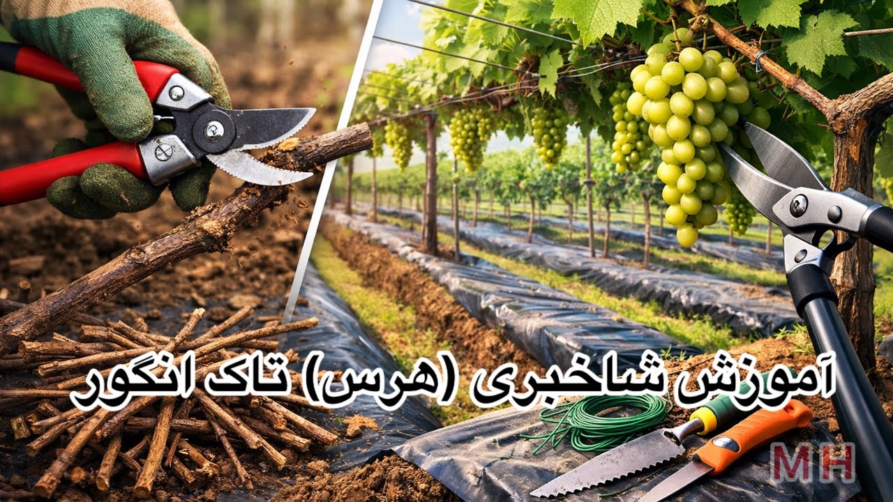  آموزش شاخبری تاک انگور( جویه و پشته )