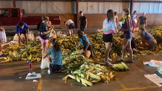 Corn ready for Sweet Corn Festival