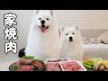 子犬を迎えて初めて家で焼肉したら爆食してくれました!