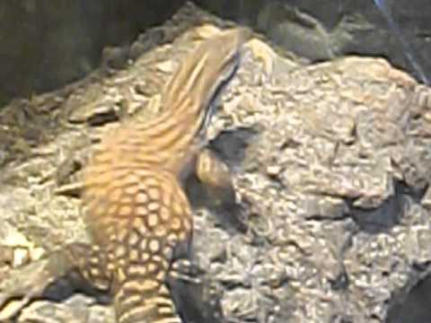 geckos food RED ACKIE MONITORS AND OTHER NEW FRIENDS