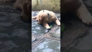 Need play with water golden retriever baby goldenretriever subscribe