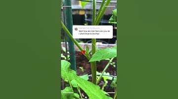 Tomato Suckers Explained #tomatoes #gardening