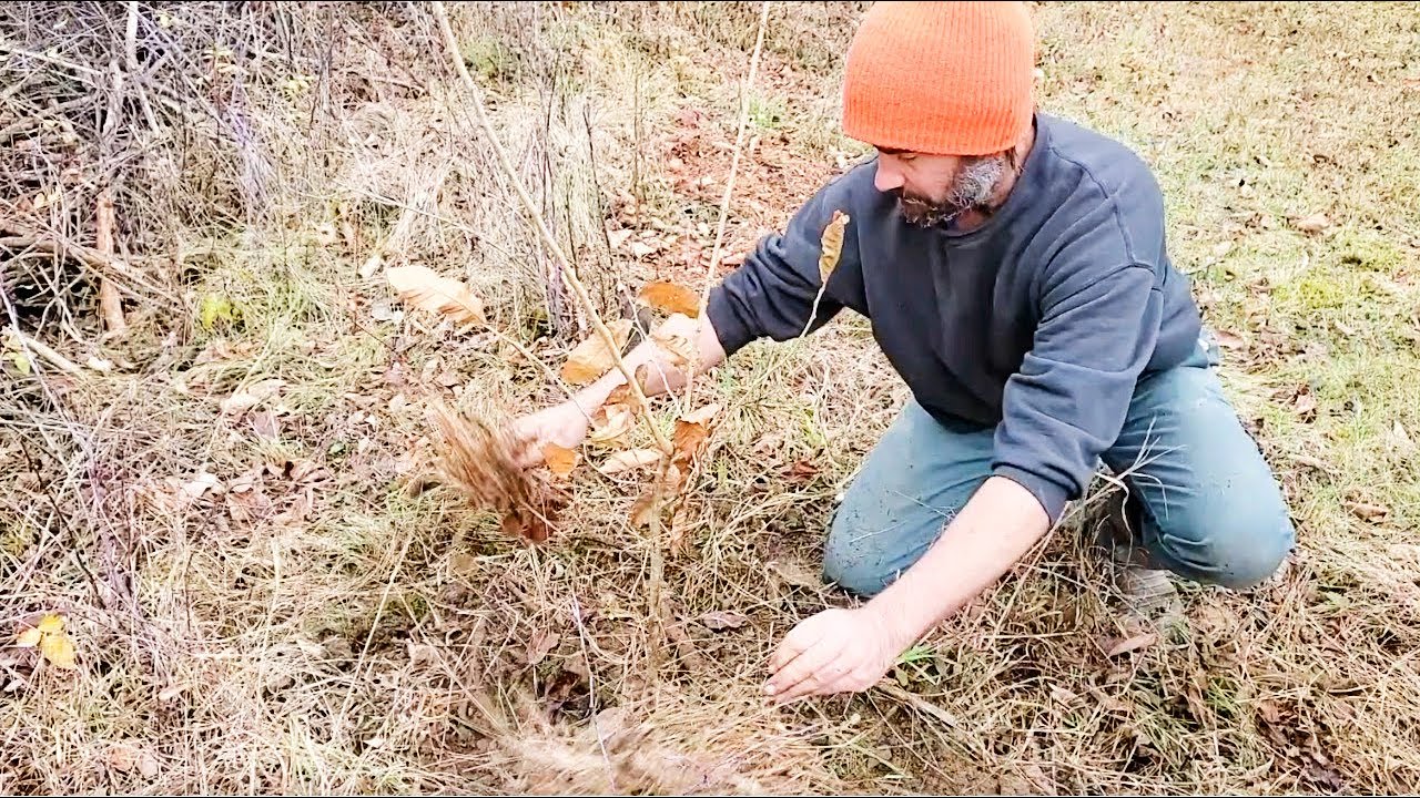 Planting Chestnut Trees (fast and easy style)