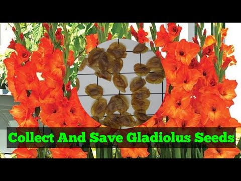 Video: Gladiolusfrön (19 Foton): Hur Ser Fröna Ut Och Hur Man Samlar? Växande Och Förökande Med Frön Hemma. Gladiolus Vård