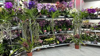 🌸 ПРОДАЖА ОРХИДЕЙ 28.09.23 Продажа редких орхидей. Ванды, Биг Липы, Орхидеи-БАБОЧКИ. Купить орхидею.