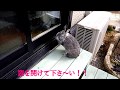 ただいま　野うさぎ