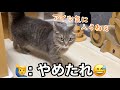 【性格悪っ！】弱った瞬間を狙って奇襲を仕掛ける猫が賢すぎた...