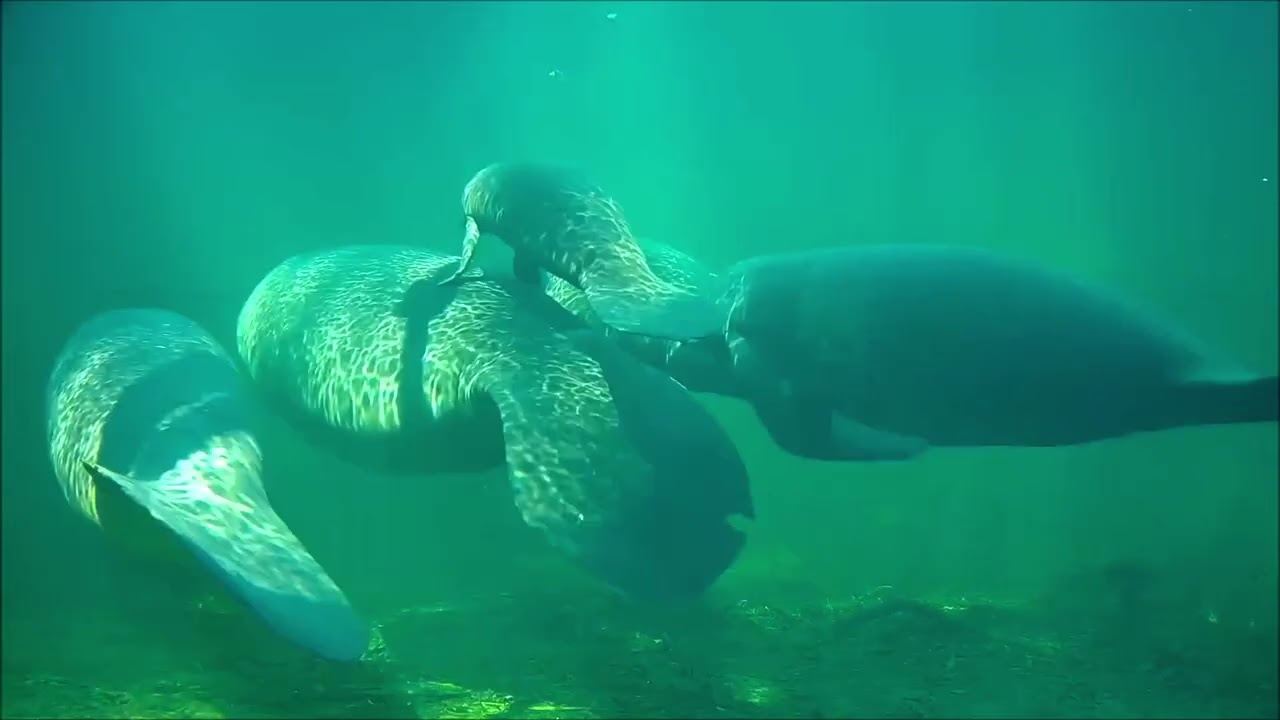 Manatee Tamara and her calf at Blue Spring in November 2025