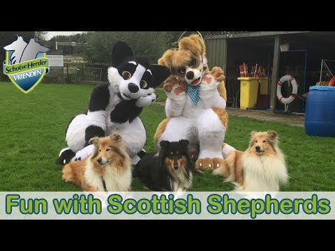 Fun with Scottish shepherds (rough collies)