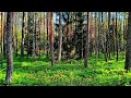 4K Forest Healing Sounds / Tranquil Birdsong & Deep Relaxation