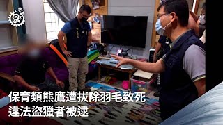 保育類熊鷹遭拔除羽毛致死 違法盜獵者被逮|每日熱點新聞|原住民族電視台