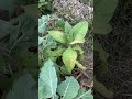 Snapshot Tobacco in a USDA Zone 4/5 - South Dakota Garden - including free gardener mistake!