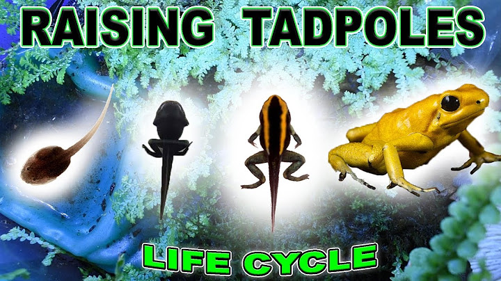 Raising TADPOLES to FROGS - Step by Step TIMELAPSE!