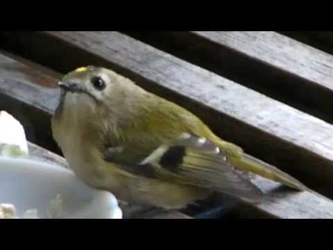 Goldcrest (Regulus regulus)Wintergoldhähnchen Nr. 1 (kleiner "Deister-Kolibri" ?)