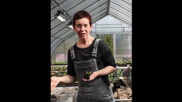 Transplanting Up Soil Blocks