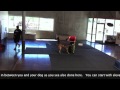 Police K-9 and Sport Dogs - Position changes with distraction Police K-9 and Sport Dogs - Position changes with distraction