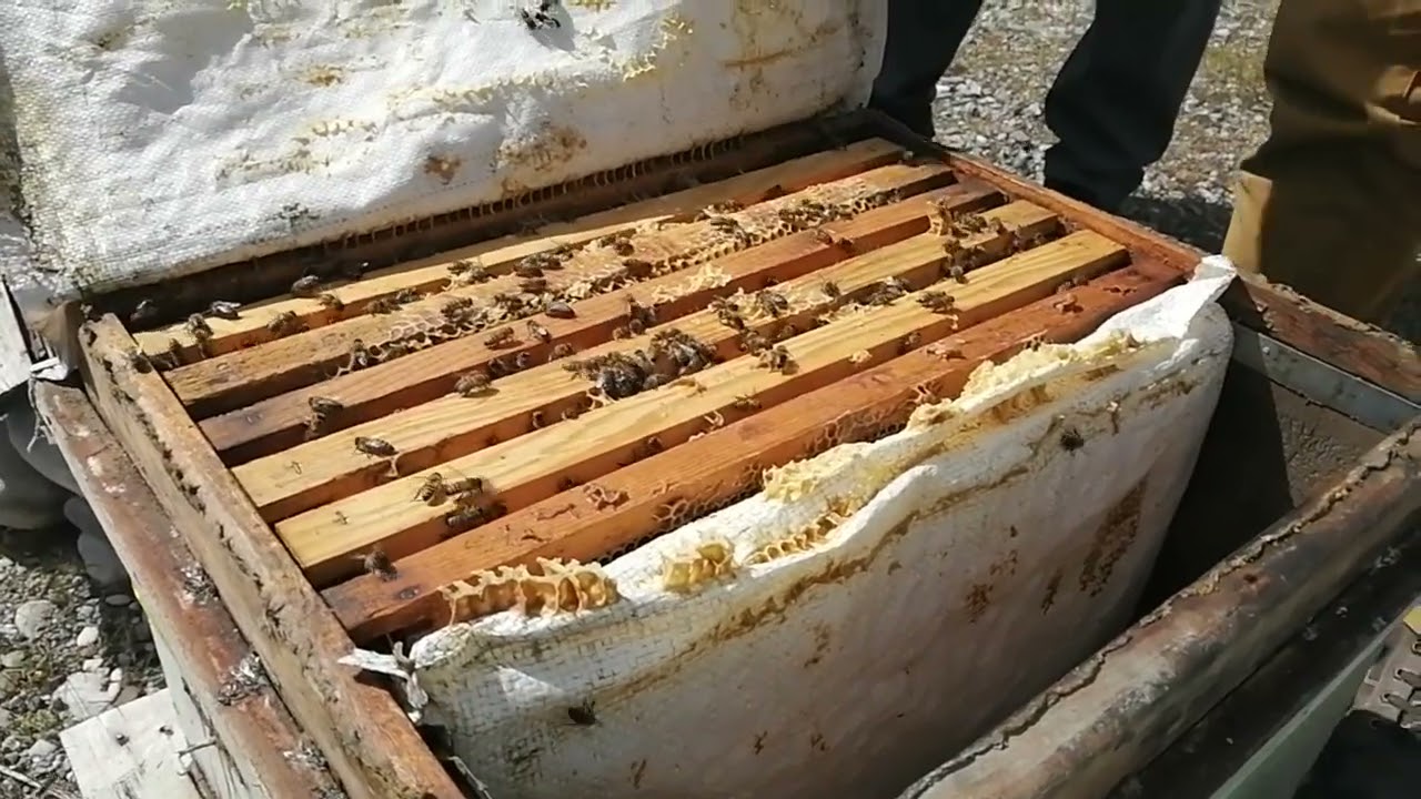 Doğru yere petek koyunca ana arı hemen yumurta atmış. beekeeping. Arıçılıq