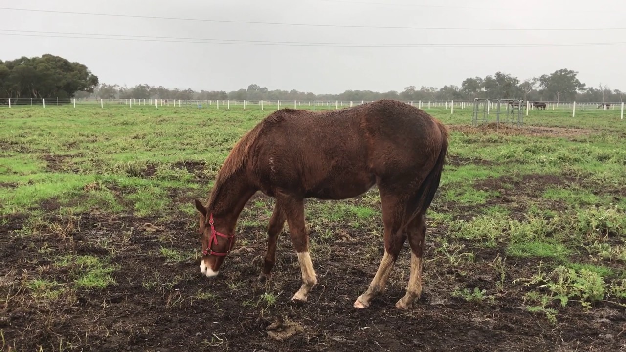 Stubborn / Universal Ruler 2016 Filly 25.07.17