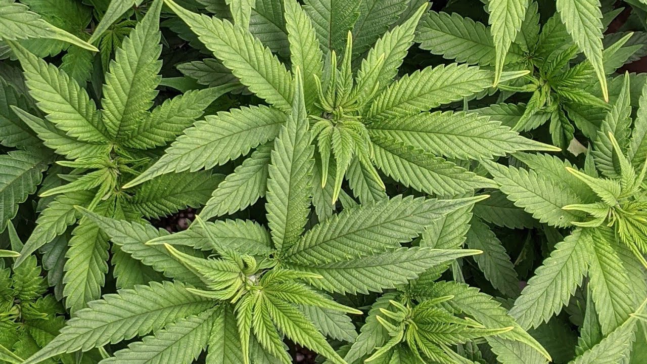 Last Days Of Veg - Cannabis Grow Tent Update Grow Guide #2