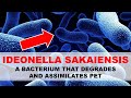 IDEONELLA SAKAIENSIS | A BACTERIUM THAT DEGRADES AND ASSIMILATES PET