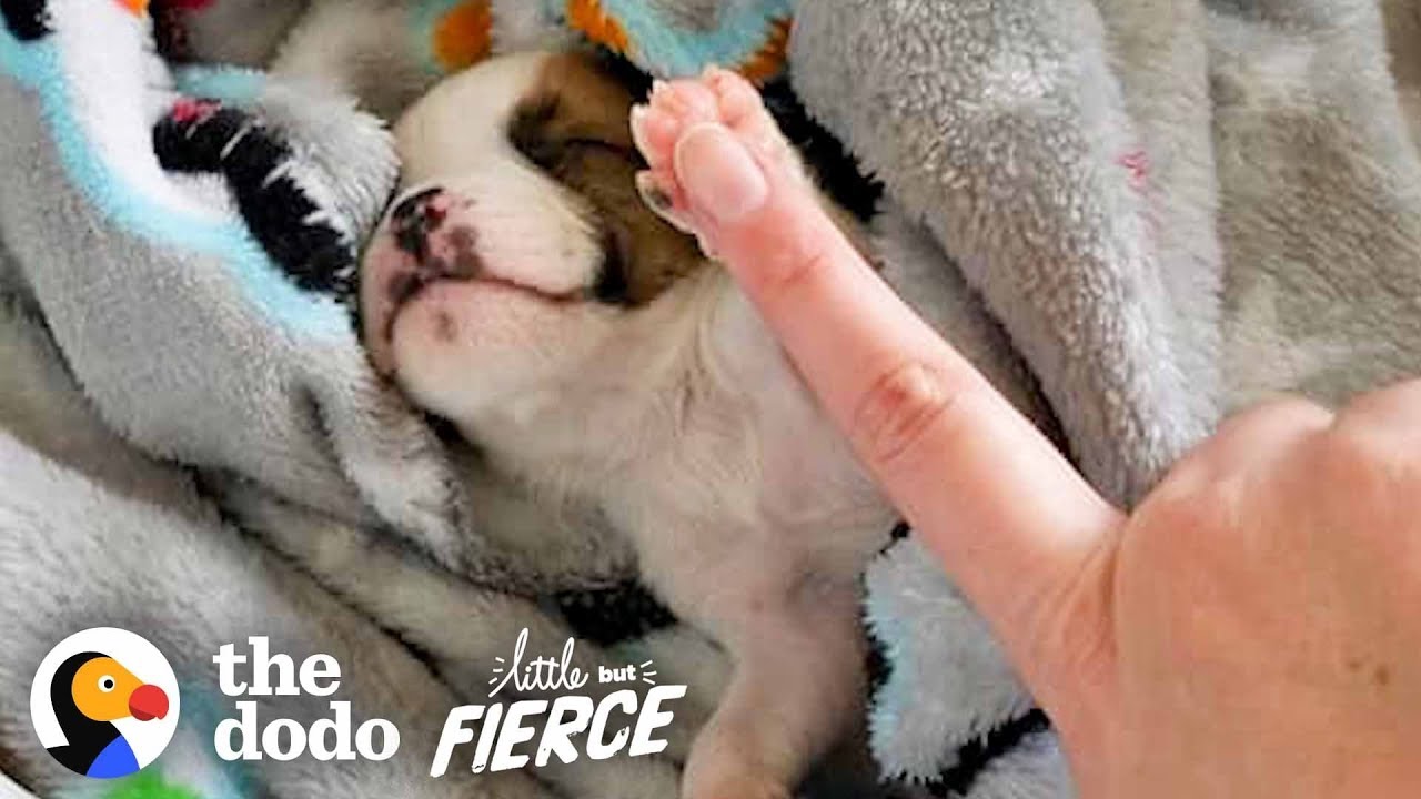 the dodo lashes Teeniest Bulldog Puppy Couldn't Stop Spinning in Circles | The Dodo Little But Fierce