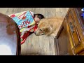 20分早く起きてきたと思ったら、愛犬の横で幸せそうに寝ていた