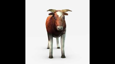 Cow 3D model from CGTrader.com