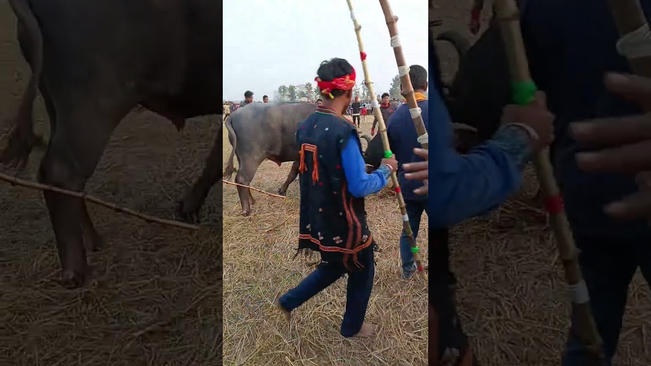 Basa soikiya vs suna deka    sabuk dhora moh juj winner 🏆 suna deka 