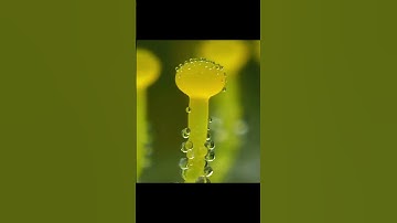 Các loại nấm hoang dại trong tự nhiên 2 #shorts