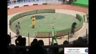 The Tony Kornheiser Show - Circus Monkeys, Bear Right