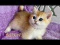 Gerda  british shorthair golden chinchilla ny12 kitten for sale  lux paw cattery south carolina