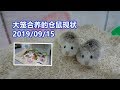 2019年9月份, 大笼合养的公婆仓鼠们现状 Roborovski hamster