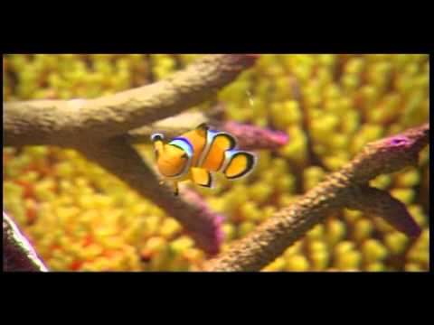 วีดีโอ: ปลาหายใจยังไง