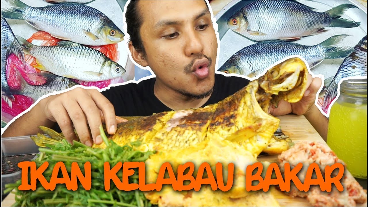 TEMPOYAK cicah IKAN KELABAU besar penyepak (mukbang malaysia) STRIKE!